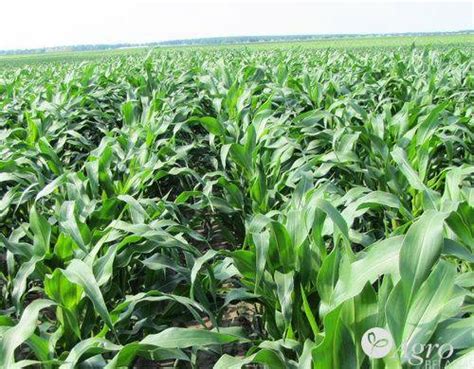 Agronews - мультифункциональная web-платформа для сельского хозяйства и ...