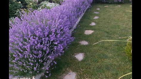 Лаванда обрезка весной - YouTube
