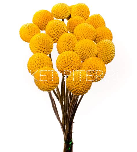 Купить Краспедия Craspedia, в магазине Букет-СПб - Доставка цветов в ...