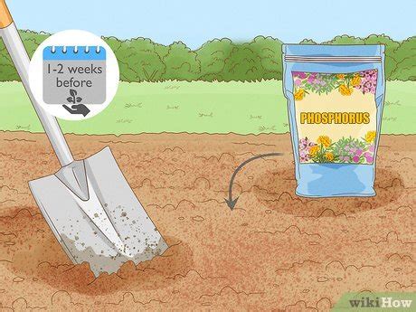 How To Add Phosphorus To Soil Organic Ways