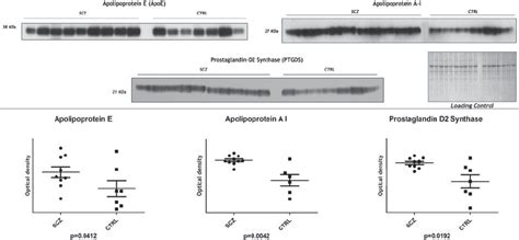 Western Blot Validation Of Apoe Apoa And Ptgds Expression