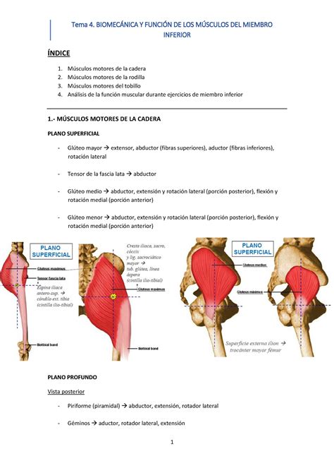 Tema 4 Biomecánica Y Función De Los Músculos Del Miembro Inferior