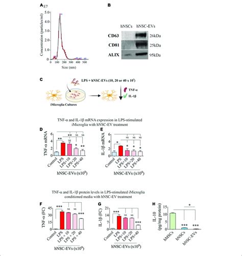 Size And Marker Expression In Human Neural Stem Cell Derived