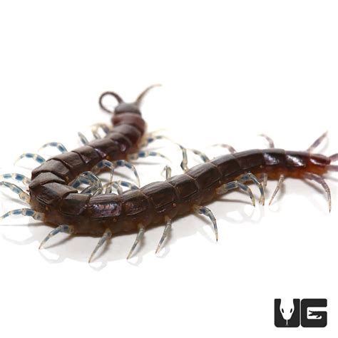 Long Tailed Centipedes For Sale Underground Reptiles