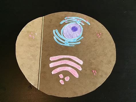 Human Cell Project Model