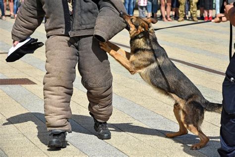 Police dog in training stock photo. Image of services - 120972560