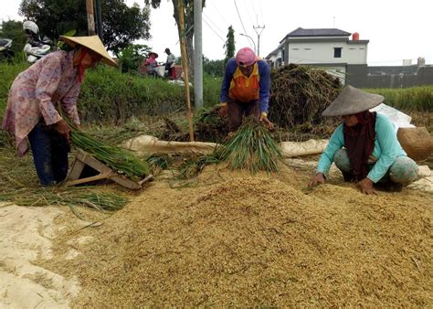panen harga gabah langsung turun harga beras premium jadi segini