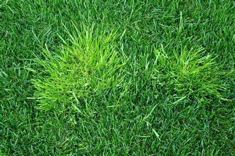 19 Weeds That Look Like Grass And How To Get Rid Of Them