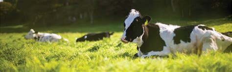 arla uht organic milk arla indonesia