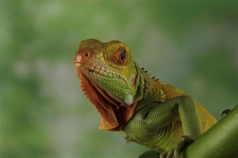 Premium Photo | Animal ear