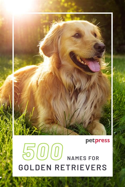 500 Golden Retriever Names - Popular Male and Female Names - PetPress