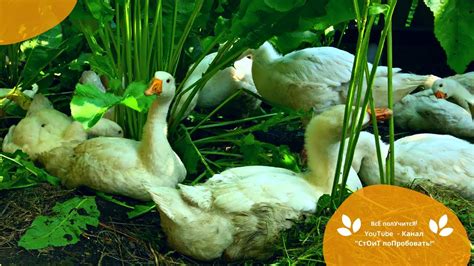 Гуси | Счастливая жизнь наших гусят | Содержание и Кормление гусей ...