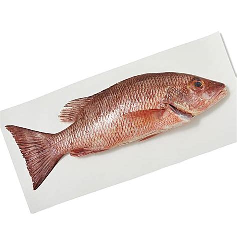 Whl Mangrove Snapper Sm Gray Snapper Fresh Never Frozen Wild