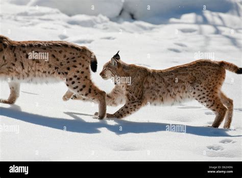 Pair of Eurasian Lynx (Lynx lynx), subspecies carpathica, in snow ...