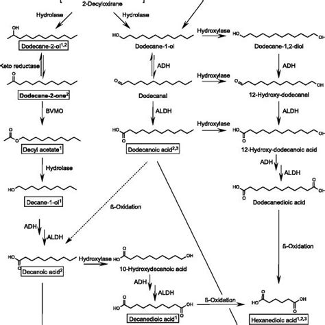 Formation Of Dodecane 2 Ol A Decyl Acetate B And Decane 1 Ol C