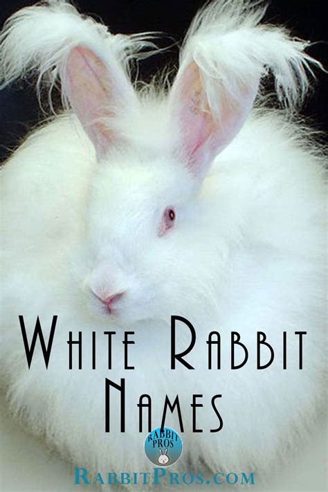 395 white bunny names – Artofit