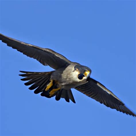 The Fastest Bird in the World: Discovering the Speedy Peregrine Falcon