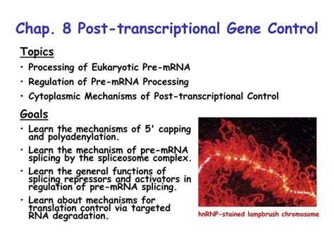 RNA Splicing Ppt Ppt