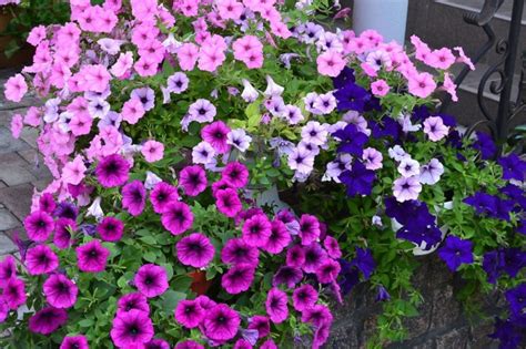 Петуния Джоконда многоцветковая: описание сортов с фото, отзывы