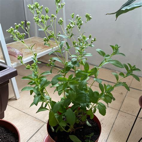 Propagating Stevia The Ultimate Guide
