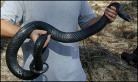 Eastern Indigo Snake: Species Profile - Everglades National Park (U.S. National Park Service)