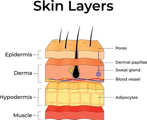 anatomical overview royalty  images stock  pictures