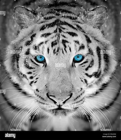 Sch Nen Wilden Sibirische Tiger Portrait Auf Schnee Mit Blauen Auge