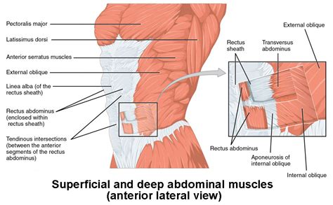 Axial Muscles of the Abdominal Wall and Thorax | Anatomy and Physiology I