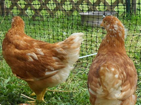 Please Help Me Sex These Week Old Red Sex Links Tons Of Pics Backyard Chickens Learn How