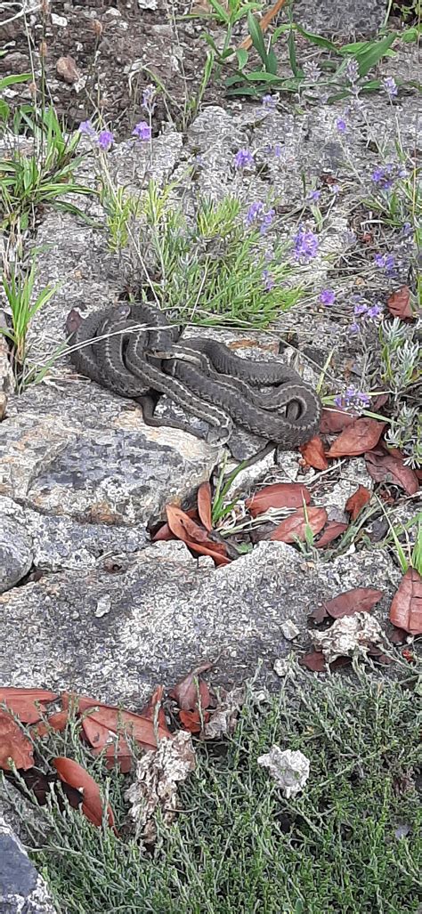 Saw these snakes on the sunshine coast. Can anyone identify? : r