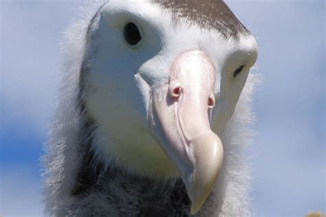 Альбатрос. Виды, фото и видео. Образ жизни и особенности полета альбатросов