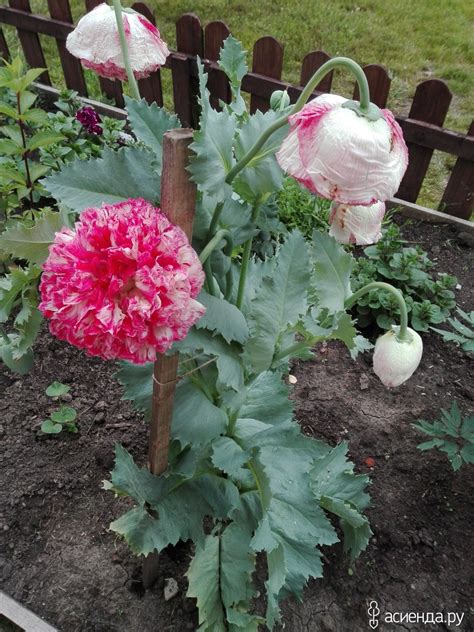 Папавер на клумбе (33 фото) » НА ДАЧЕ ФОТО