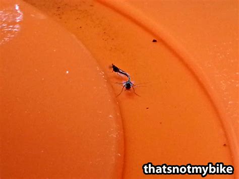 Fungus Gnats And Cannabis How To Identify And Get Rid Of It Quickly