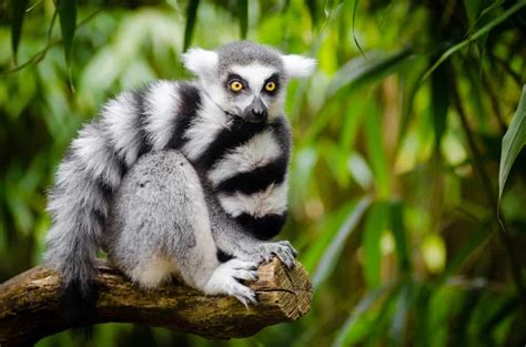 Top 15 Facts about Lemurs - Origin, Behavior, Diet & More - Facts.net