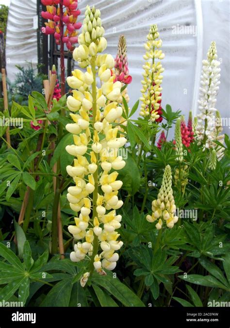 lupin flowers lupinus chandelier yellow photographed  july