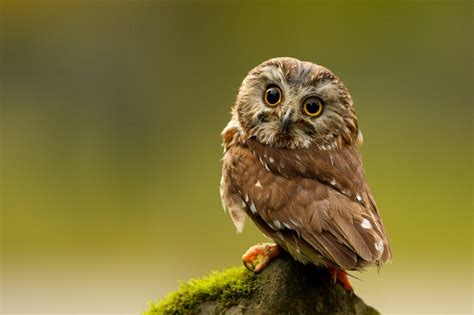 northern whet  owl facts distribution habitat pictures