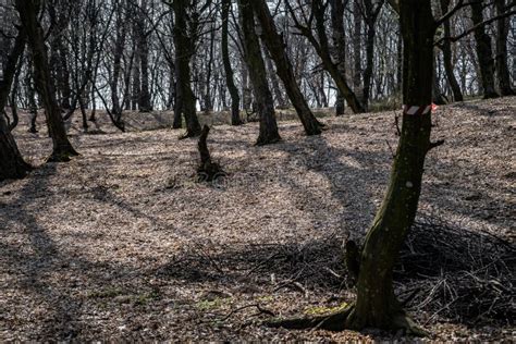 Hoia Baciu - Haunted Forest, Romania Stock Photo - Image of halloween, mist: 147857664