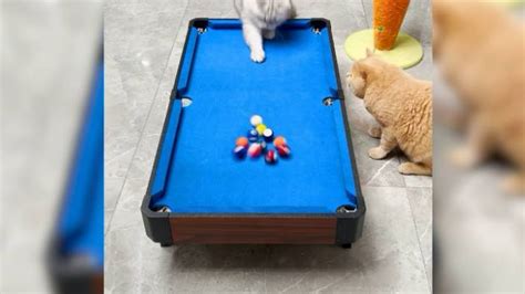 Bilardo Oynayan Kedi T M Toplar Deli E Sokmay Ba Ard G Ncel Odatv