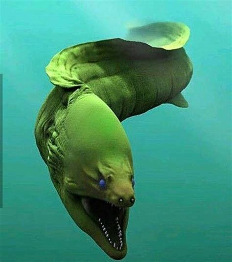 Мурена | Пикабу