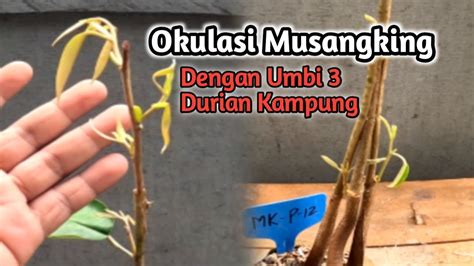 Luar Biasa Sambung Pucuk Durian Musang King Dengan Umbi 3 Durian