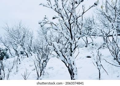 Texas Winter Weather Snow On Scenic Stock Photo 2063374841 | Shutterstock