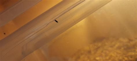 how to get rid of flys in my tub ? don't understand how they got there