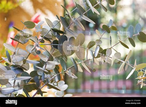 Tasmanian Blue Gum Leaf Leaves Eucalyptus Globulus Stock Photo Alamy