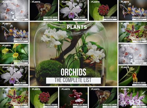 10 Miniature Terrarium Orchids Placement And Pictures