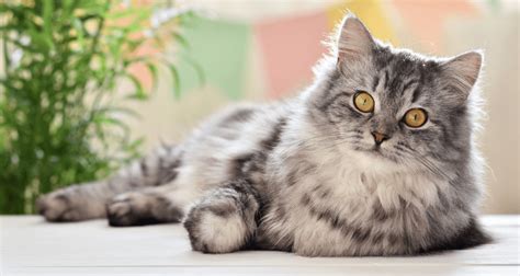 Почивка с котка - какво трябва да знаеш? - PetFriendly.bg