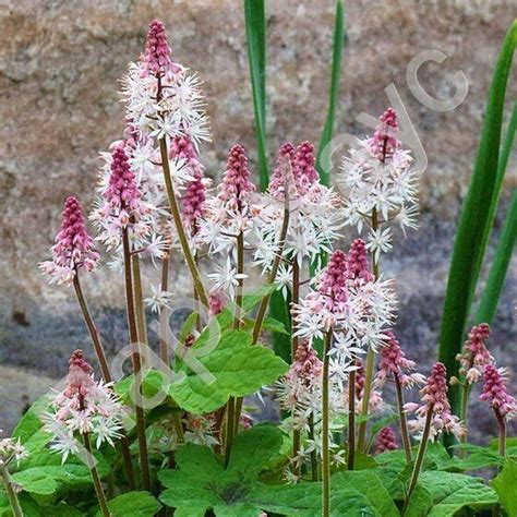 Тиарелла сердцелистная, купить, Tiarella cordifolia, ЭКЗОТИЧЕСКИЕ ...