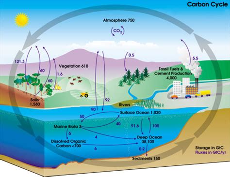carbon cycle wikidoc