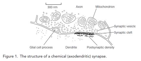 Synapse structure and function - Biology Ease