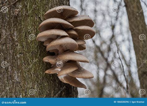 Edible Mushroom Pleurotus Ostreatus In The Floodplain Forest Known As