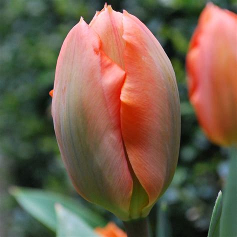 Tulipa Orange Emperor Rose Cottage Plants